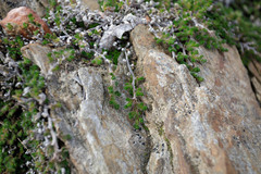 Selaginella hansenii