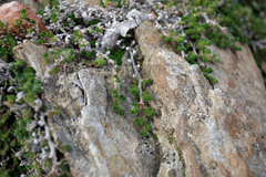Selaginella hansenii