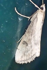 Evergestis isatidalis