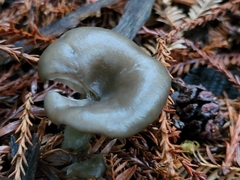 Pseudoclitocybe