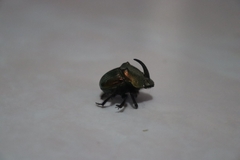 Phanaeus amithaon