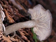 Pseudoclitocybe