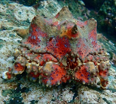 Echidnocerus cibarius