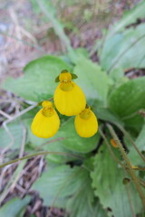 Calceolaria biflora