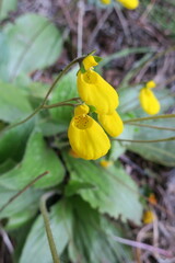 Calceolaria biflora