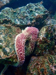 Orthasterias koehleri