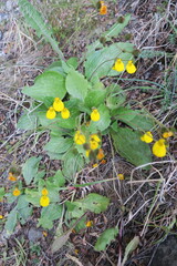 Calceolaria biflora