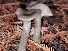 Pseudoclitocybe