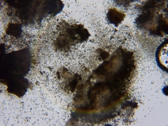 Chaenotheca hispidula