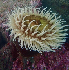 Urticina piscivora