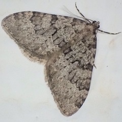 Nebula ibericata