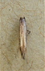 Caloptilia