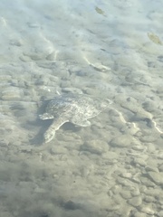 Apalone spinifera emoryi