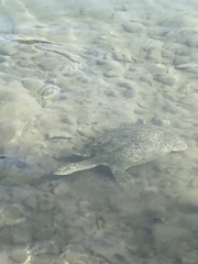 Apalone spinifera emoryi