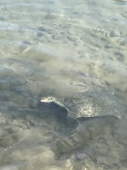 Apalone spinifera emoryi