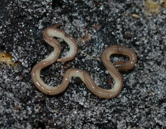 Caenoplana