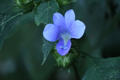 Barleria strigosa