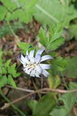 Perezia recurvata