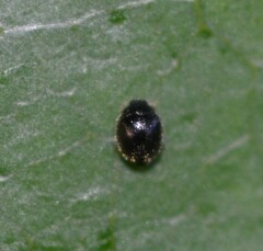 Sticholotidinae