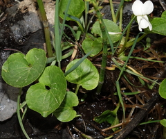 Viola macloskeyi