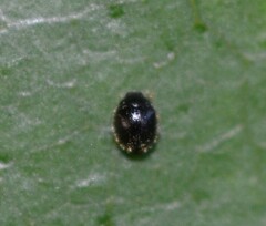 Sticholotidinae