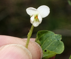 Viola macloskeyi