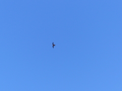 Falco longipennis