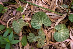 Aristolochia fimbriata