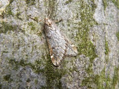 Alsophila aescularia