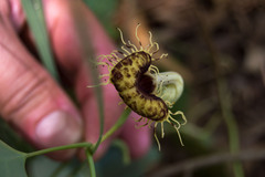 Aristolochia fimbriata
