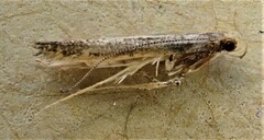 Caloptilia