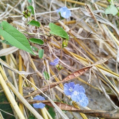 Jacquemontia pentanthos