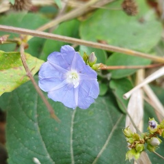 Jacquemontia pentanthos