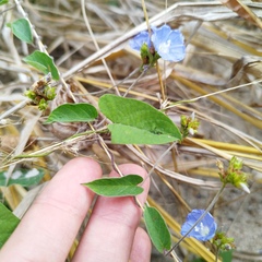 Jacquemontia pentanthos