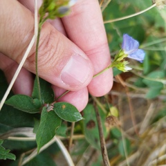 Jacquemontia pentanthos