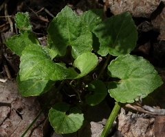 Viola selkirkii