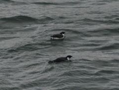 Synthliboramphus antiquus