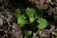 Viola selkirkii