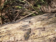 Lampropholis guichenoti