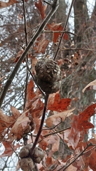 Callirhytis quercuspunctata