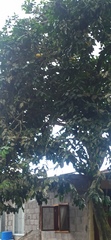 Citrus paridisi