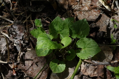 Viola selkirkii