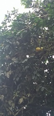 Citrus paridisi