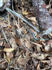 Pholidoscelis maynardi