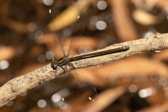 Miniargiolestes minimus