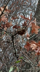 Callirhytis quercuspunctata