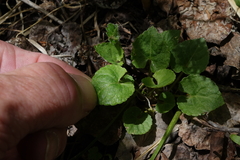 Viola selkirkii