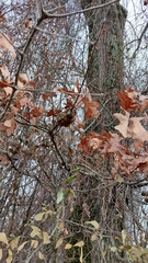 Callirhytis quercuspunctata