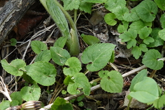 Viola selkirkii