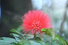 Calliandra haematocephala